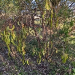 Delias harpalyce at Stromlo, ACT - 12 Jun 2022