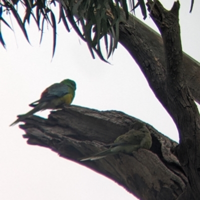 Psephotus haematonotus (Red-rumped Parrot) at Cootamundra, NSW - 12 Jun 2022 by Darcy