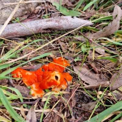 Unidentified Fungus at Paddys River, ACT - 12 Jun 2022 by pixelnips