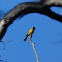 Nesoptilotis leucotis (White-eared Honeyeater) at Tennent, ACT - 11 Jun 2022 by SteveBorkowskis