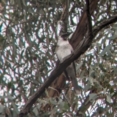 Philemon corniculatus (Noisy Friarbird) at Jindalee National Park - 11 Jun 2022 by Darcy