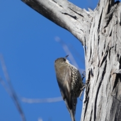 Cormobates leucophaea (White-throated Treecreeper) at Namadgi National Park - 11 Jun 2022 by Steve_Bok