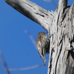 Cormobates leucophaea at Tennent, ACT - 11 Jun 2022