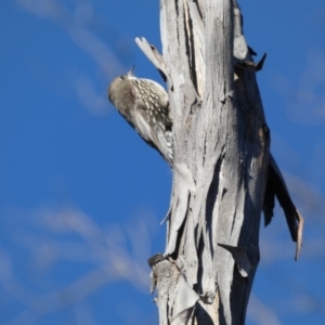 Cormobates leucophaea at Tennent, ACT - 11 Jun 2022