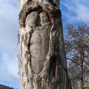 Eucalyptus melliodora at Watson Green Space - 11 Jun 2022