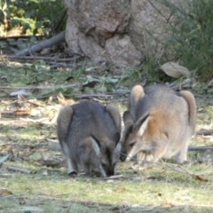 Notamacropus rufogriseus at Tennent, ACT - 11 Jun 2022