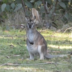 Notamacropus rufogriseus at Tennent, ACT - 11 Jun 2022