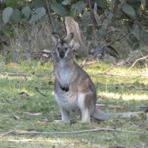 Notamacropus rufogriseus at Tennent, ACT - 11 Jun 2022