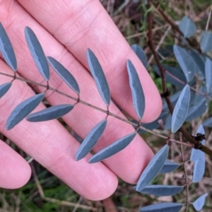 Indigofera australis subsp. australis at Cootamundra, NSW - 11 Jun 2022