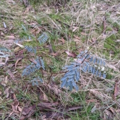 Indigofera australis subsp. australis at Cootamundra, NSW - 11 Jun 2022