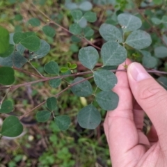 Goodia lotifolia (Golden Tip) at Jindalee National Park - 11 Jun 2022 by Darcy