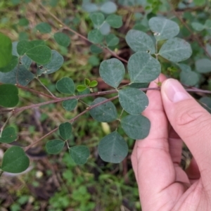 Goodia medicaginea at Jindalee National Park - 11 Jun 2022