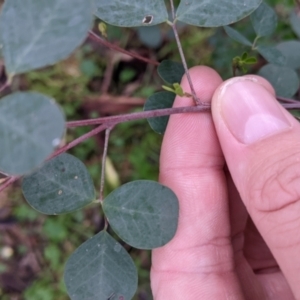 Goodia medicaginea at Jindalee National Park - 11 Jun 2022