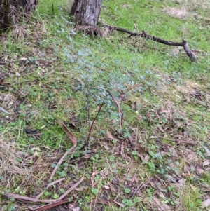 Goodia medicaginea at Jindalee National Park - 11 Jun 2022