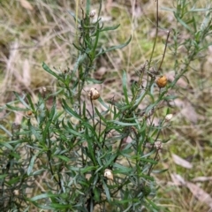 Xerochrysum viscosum (Sticky Everlasting) at Cootamundra, NSW - 11 Jun 2022 by Darcy