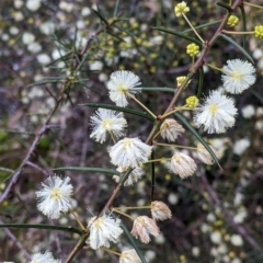 Acacia genistifolia (Early Wattle) at Cootamundra, NSW - 11 Jun 2022 by Darcy