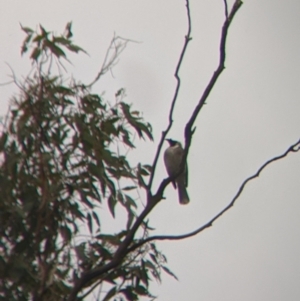 Philemon corniculatus at Cootamundra, NSW - 11 Jun 2022