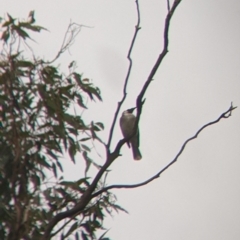 Philemon corniculatus at Cootamundra, NSW - 11 Jun 2022