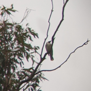 Philemon corniculatus at Cootamundra, NSW - 11 Jun 2022