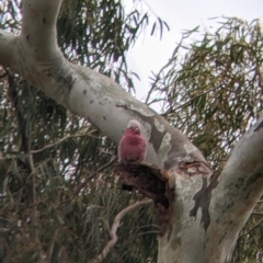 Eolophus roseicapilla (Galah) at Cootamundra, NSW - 11 Jun 2022 by Darcy