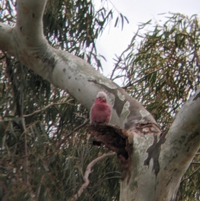 Eolophus roseicapilla (Galah) at Cootamundra, NSW - 12 Jun 2022 by Darcy