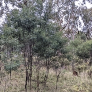 Acacia deanei subsp. deanei at Cootamundra, NSW - 11 Jun 2022 02:37 PM