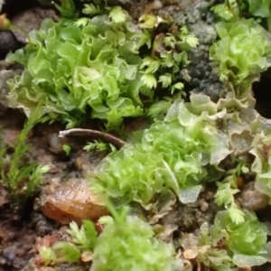 Fossombronia sp. (genus) at Murrumbateman, NSW - 11 Jun 2022