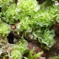 Fossombronia sp. (genus) at Murrumbateman, NSW - 11 Jun 2022