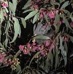 Petaurus notatus (Krefft’s Glider, Sugar Glider) at O'Connor, ACT - 12 Jun 2022 by 1pepsiman