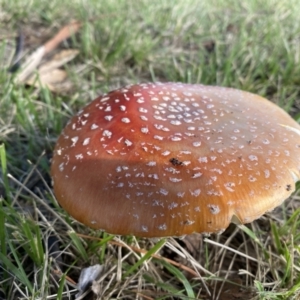 Amanita muscaria at Downer, ACT - 24 May 2022 11:31 AM