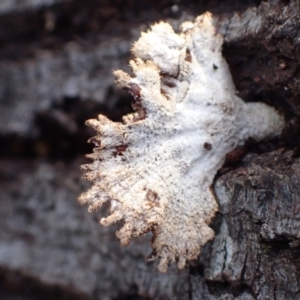 Schizophyllum commune at Murrumbateman, NSW - 11 Jun 2022