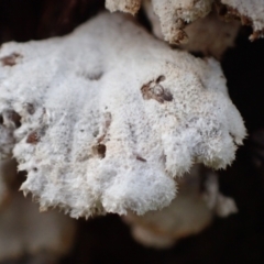 Schizophyllum commune at Murrumbateman, NSW - 11 Jun 2022