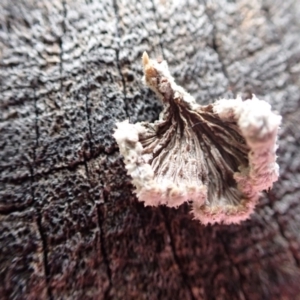 Schizophyllum commune at Murrumbateman, NSW - 11 Jun 2022