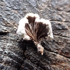 Schizophyllum commune at Murrumbateman, NSW - 11 Jun 2022