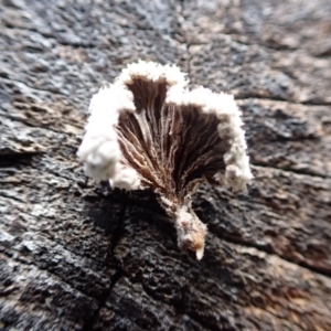 Schizophyllum commune at Murrumbateman, NSW - 11 Jun 2022