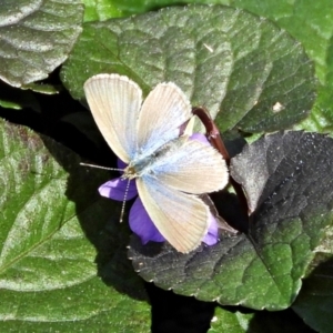 Zizina otis at Crooked Corner, NSW - 18 Apr 2022