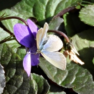 Zizina otis at Crooked Corner, NSW - 18 Apr 2022 11:09 AM