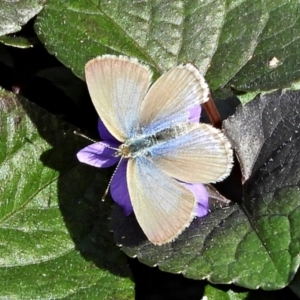 Zizina otis at Crooked Corner, NSW - 18 Apr 2022 11:09 AM