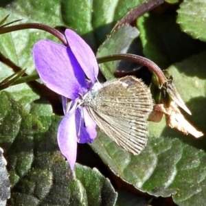 Zizina otis at Crooked Corner, NSW - 18 Apr 2022 11:09 AM