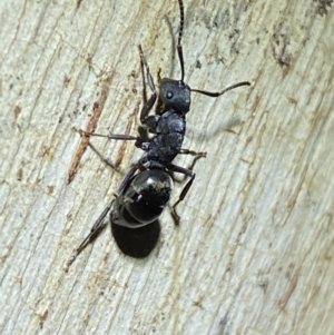 Polyrhachis sp. (genus) at Jerrabomberra, NSW - 12 Jun 2022