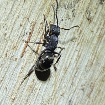 Polyrhachis sp. (genus) (A spiny ant) at Jerrabomberra, NSW - 12 Jun 2022 by Steve_Bok