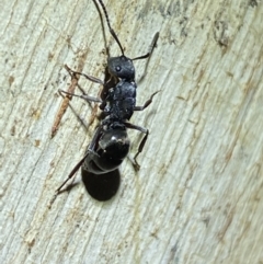 Polyrhachis sp. (genus) at Jerrabomberra, NSW - suppressed