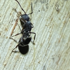 Polyrhachis sp. (genus) at Jerrabomberra, NSW - suppressed