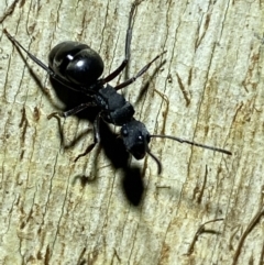 Polyrhachis sp. (genus) at Jerrabomberra, NSW - suppressed