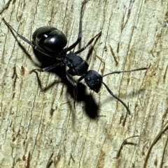 Polyrhachis sp. (genus) at Jerrabomberra, NSW - suppressed