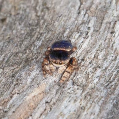 Simaethula sp. (genus) (A jumping spider) at Jerrabomberra, ACT - 12 Jun 2022 by rawshorty