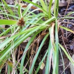 Luzula sp. (Woodrush) at Tuggeranong Hill - 11 Jun 2022 by VeraKurz