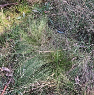 Nassella trichotoma (Serrated Tussock) at Hackett, ACT - 12 Jun 2022 by waltraud