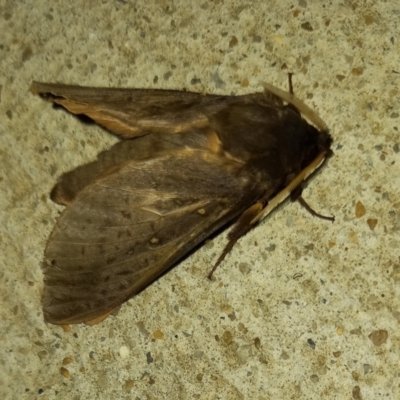 Oxycanus silvanus (Pale Oxycanus) at Casey, ACT - 12 Jun 2022 by Christine