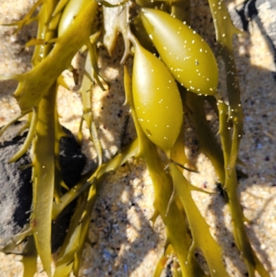 Phyllospora comosa at Dolphin Point, NSW - 12 Jun 2022 by trevorpreston